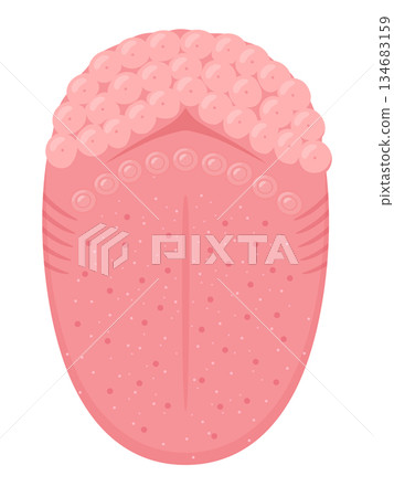 Illustration of the structure of the tongue from above_tongue body and tongue root 134683159