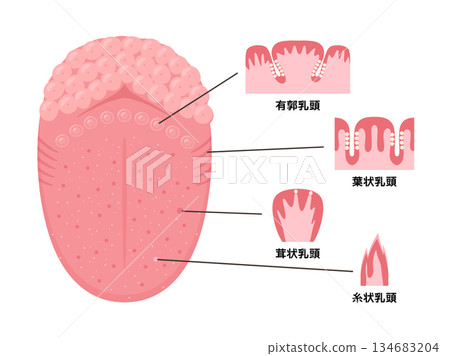 從上方觀察的舌頭結構和乳突示意圖 從上方觀察的舌頭結構和乳突示意圖 134683204
