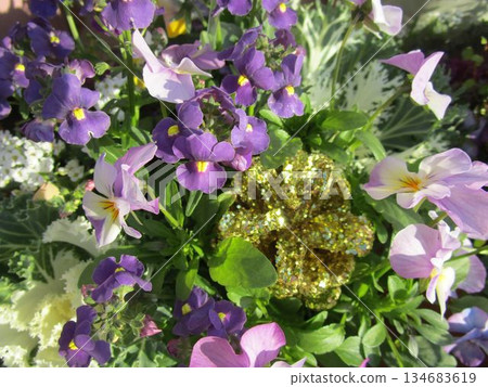 Colorful pansy flower up 134683619