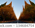 Gaien Ginkgo Tree Avenue 134684754
