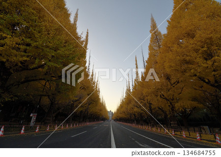 外面綠樹成蔭的樹木 134684755