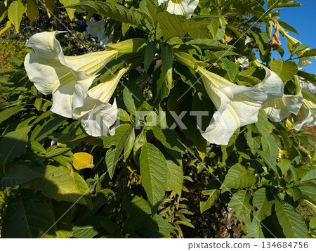 牽牛花 134684756
