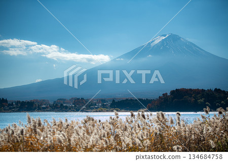 從大石公園眺望銀葉草和富士山 134684758