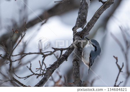 Nuthatch perched on a snowy branch (Hokkaido) Nuthatch perched on a snowy branch (Hokkaido) 134684821