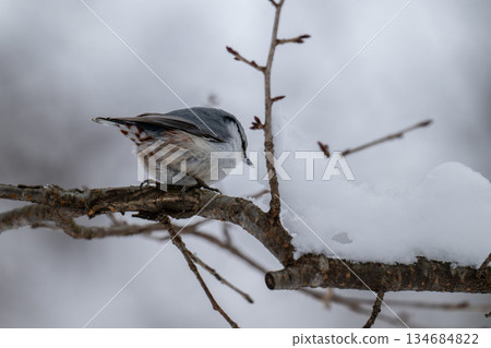 Nuthatch perched on a snowy branch (Hokkaido) 134684822
