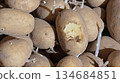 Rodent damage on stored potatoes close up 134684851