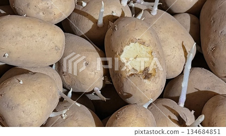 Rodent damage on stored potatoes close up Rodent damage on stored potatoes close up 134684851