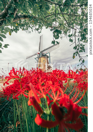 Dutch windmill and cluster amaryllis at Sakura Furusato Square Dutch windmill and cluster amaryllis at Sakura Furusato Square 134685034