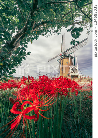 櫻花故鄉廣場上的荷蘭風車與簇生朱頂紅 134685035