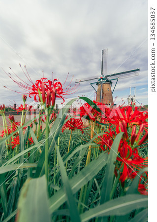 Dutch windmill and cluster amaryllis at Sakura Furusato Square Dutch windmill and cluster amaryllis at Sakura Furusato Square 134685037