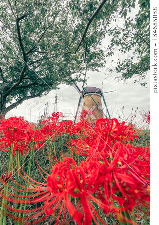 Dutch windmill and cluster amaryllis at Sakura Furusato Square Dutch windmill and cluster amaryllis at Sakura Furusato Square 134685038
