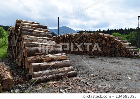 Logs of cut cedar Shonai, Yamagata Prefecture Logs of cut cedar Shonai, Yamagata Prefecture 134685353