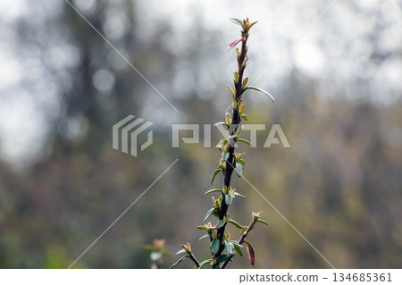 Cotoneaster with a small leaves in early spring. Blurred background. Close-up. The botanical name of this species is Ascending Cotoneaster. 134685361