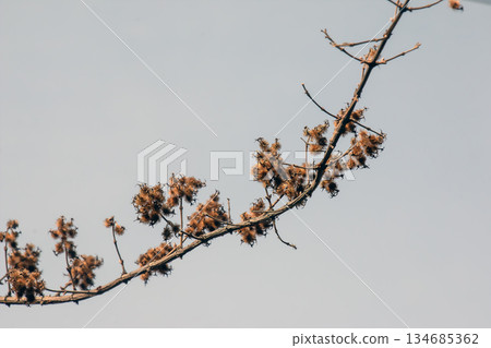 Linnaea amabilis, also known by synonym Kolkwitzia amabilis and the English name beauty bush. Early spring. A species of flowering plant in the Caprifoliaceae family. 134685362