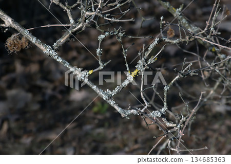 Linnaea amabilis, also known by the synonym Kolkwitzia amabilis and the English name beauty bush. Early spring. A species of flowering plant in the Caprifoliaceae family. Linnaea amabilis, also known by the synonym Kolkwitzia amabilis and the English name beauty bush. Early spring. A species of flowering plant in the Caprifoliaceae family. 134685363