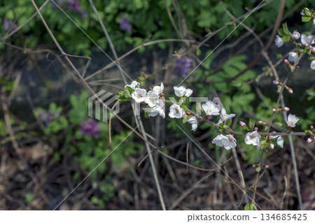 A thin branch of Prunus tomentosa covered with flowers in spring. Blurred background. Close-up 134685425