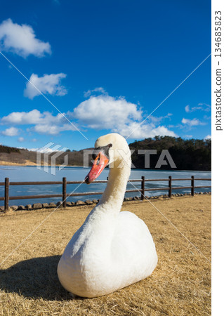 Swans at Lake Shidaka (Lake Shidaka, Beppu City, Oita Prefecture) Swans at Lake Shidaka (Lake Shidaka, Beppu City, Oita Prefecture) 134685823