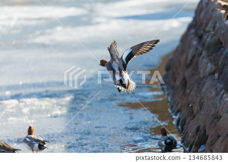 Lake Shidaka and birds in winter (Lake Shidaka, Beppu City, Oita Prefecture) 134685843