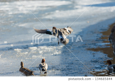 Lake Shidaka and birds in winter (Lake Shidaka, Beppu City, Oita Prefecture) 134685844