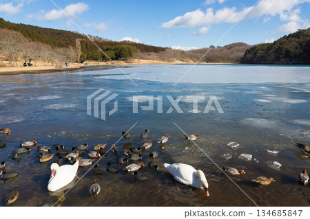 志高湖與冬季的鳥類(志高湖,別府市,大分縣) 志高湖與冬季的鳥類(志高湖,別府市,大分縣) 134685847