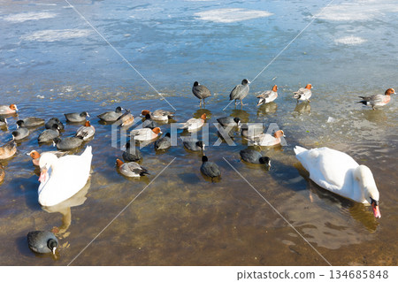 志高湖與冬季的鳥類（志高湖，別府市，大分縣） 134685848