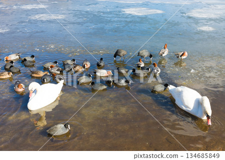 志高湖與冬季的鳥類(志高湖,別府市,大分縣) 志高湖與冬季的鳥類(志高湖,別府市,大分縣) 134685849