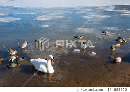 志高湖與冬季的鳥類（志高湖，別府市，大分縣） 134685850
