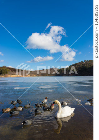 Lake Shidaka and birds in winter (Lake Shidaka, Beppu City, Oita Prefecture) Lake Shidaka and birds in winter (Lake Shidaka, Beppu City, Oita Prefecture) 134685855