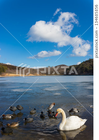 Lake Shidaka and birds in winter (Lake Shidaka, Beppu City, Oita Prefecture) 134685856