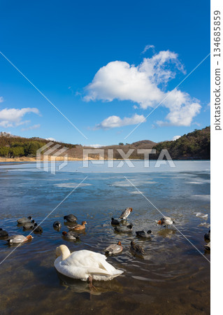 志高湖與冬季的鳥類（志高湖，別府市，大分縣） 134685859