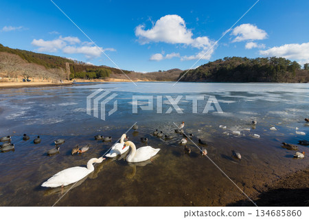 志高湖與冬季的鳥類（志高湖，別府市，大分縣） 134685860