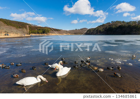 志高湖與冬季的鳥類（志高湖，別府市，大分縣） 134685861