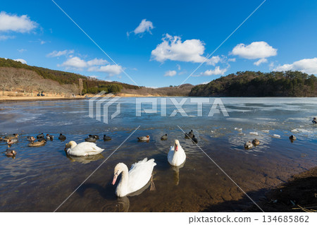 Lake Shidaka and birds in winter (Lake Shidaka, Beppu City, Oita Prefecture) Lake Shidaka and birds in winter (Lake Shidaka, Beppu City, Oita Prefecture) 134685862