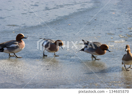 Lake Shidaka and birds in winter (Lake Shidaka, Beppu City, Oita Prefecture) Lake Shidaka and birds in winter (Lake Shidaka, Beppu City, Oita Prefecture) 134685870