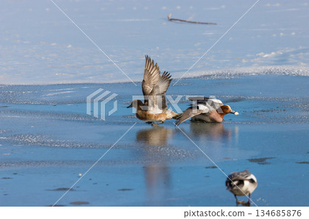 志高湖與冬季的鳥類（志高湖，別府市，大分縣） 134685876