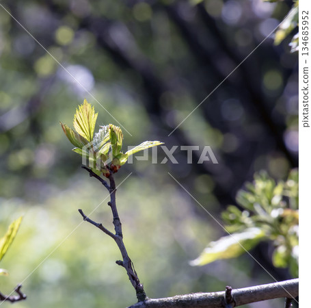 Young shoots of Crataegus arnoldii leaves on a branch in the spring. Selective focus. Blurred background. Close-up 134685952