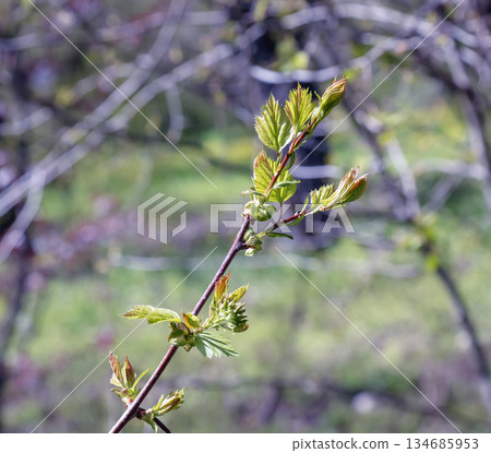 Young shoots of the Crataegus arnoldii leaves on a branch in spring. Selective focus. Blurred background. Close-up 134685953