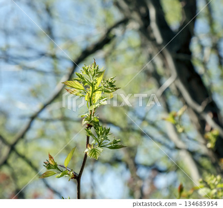 Young shoots of Crataegus arnoldii leaves on a branch in the spring. Selective focus. Blurred background. Close-up 134685954