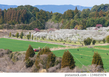 伊凡裡梅園的梅花(佐賀縣伊凡里市) 伊凡裡梅園的梅花(佐賀縣伊凡里市) 134685974