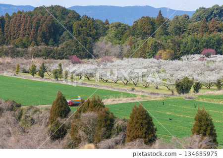 伊凡裡梅園的梅花(佐賀縣伊凡里市) 伊凡裡梅園的梅花(佐賀縣伊凡里市) 134685975