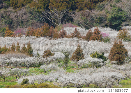 伊凡裡梅園的梅花(佐賀縣伊凡里市) 伊凡裡梅園的梅花(佐賀縣伊凡里市) 134685977