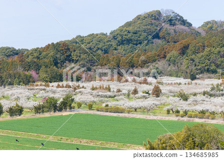 伊凡裡梅園的梅花(佐賀縣伊凡里市) 伊凡裡梅園的梅花(佐賀縣伊凡里市) 134685985