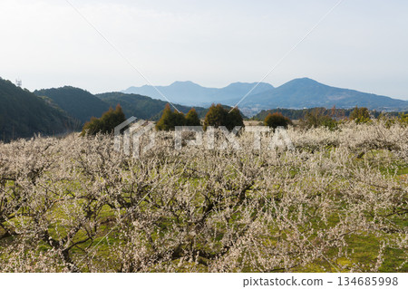 伊凡裡梅園的梅花(佐賀縣伊凡里市) 伊凡裡梅園的梅花(佐賀縣伊凡里市) 134685998