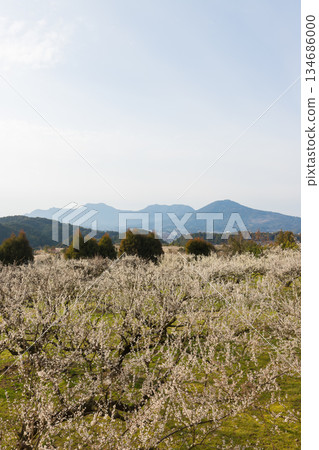 伊凡裡梅園的梅花(佐賀縣伊凡里市) 伊凡裡梅園的梅花(佐賀縣伊凡里市) 134686000