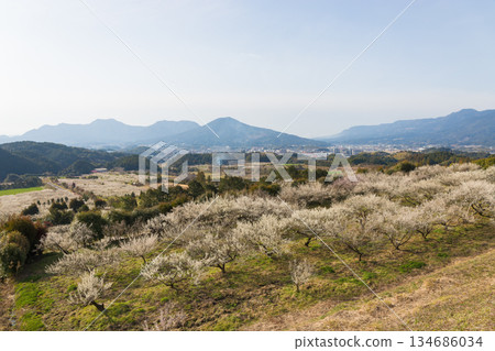 伊凡裡梅園的梅花(佐賀縣伊凡里市) 伊凡裡梅園的梅花(佐賀縣伊凡里市) 134686034