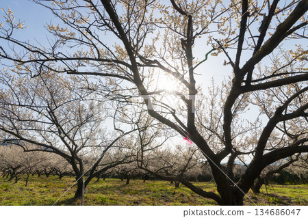 伊凡裡梅園的梅花(佐賀縣伊凡里市) 伊凡裡梅園的梅花(佐賀縣伊凡里市) 134686047