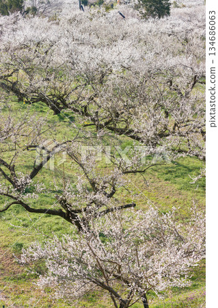 伊凡裡梅園的梅花(佐賀縣伊凡里市) 伊凡裡梅園的梅花(佐賀縣伊凡里市) 134686063