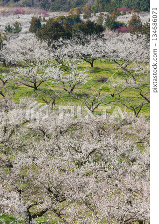 伊凡裡梅園的梅花（佐賀縣伊凡里市） 134686071