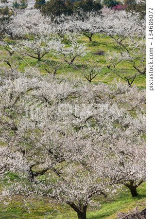 伊凡裡梅園的梅花(佐賀縣伊凡里市) 伊凡裡梅園的梅花(佐賀縣伊凡里市) 134686072