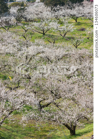 伊凡裡梅園的梅花(佐賀縣伊凡里市) 伊凡裡梅園的梅花(佐賀縣伊凡里市) 134686073